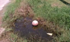 An egg in a puddle